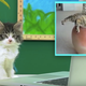 Image for article titled Why Cats Rule the Internet Instead of Dogs